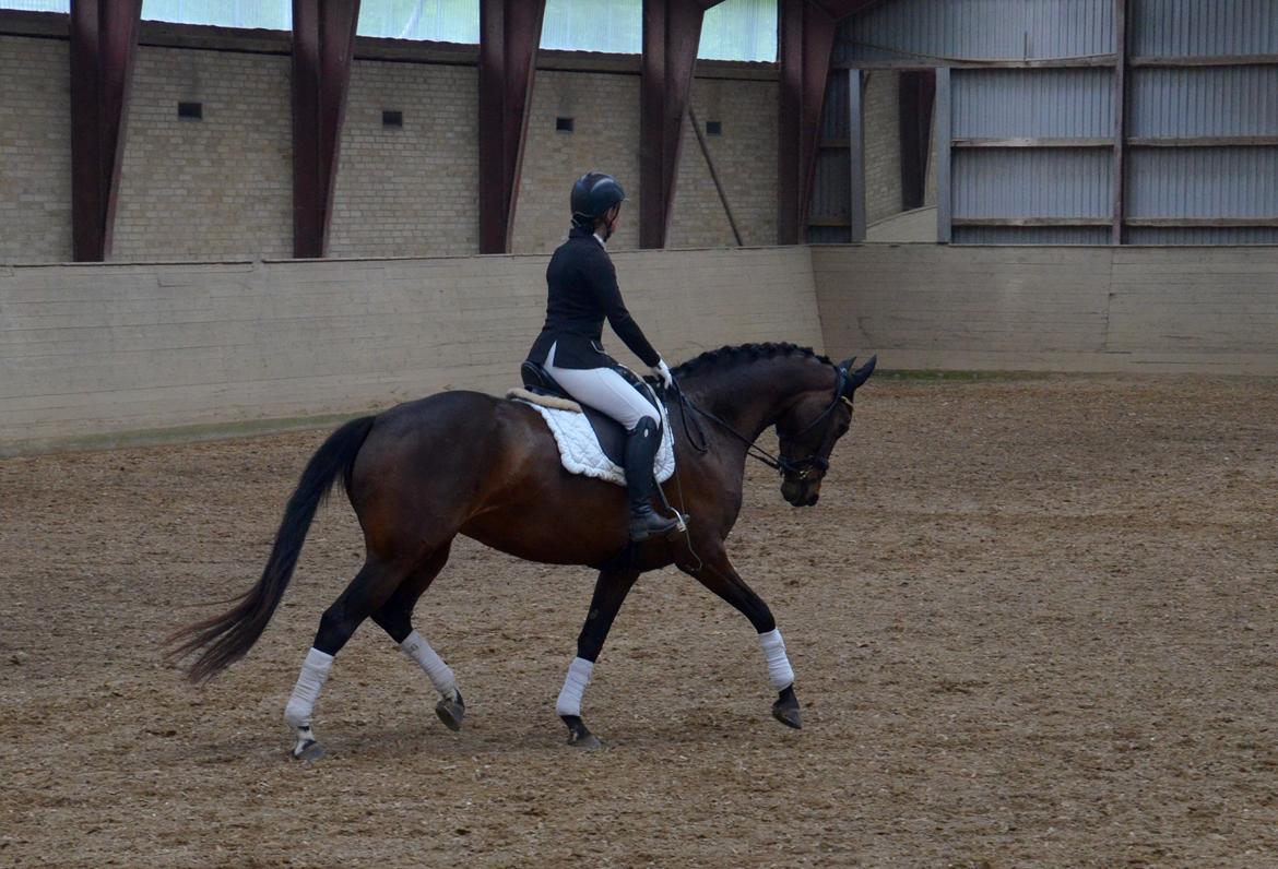 Dansk Varmblod Wanessa billede 16