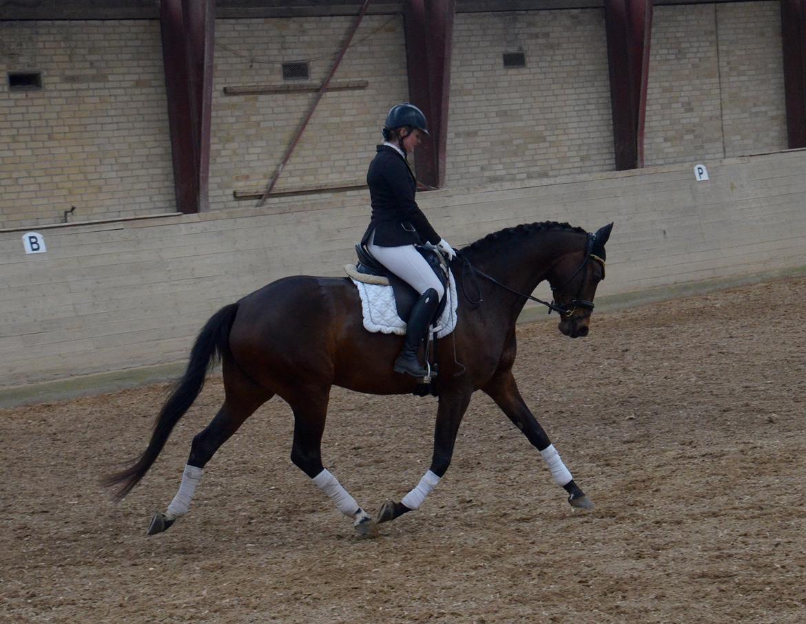 Dansk Varmblod Wanessa billede 3