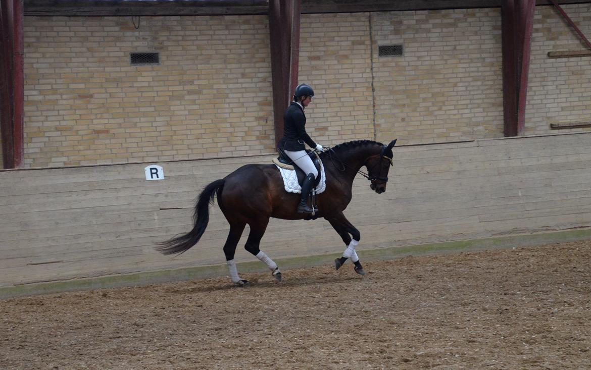 Dansk Varmblod Wanessa billede 10