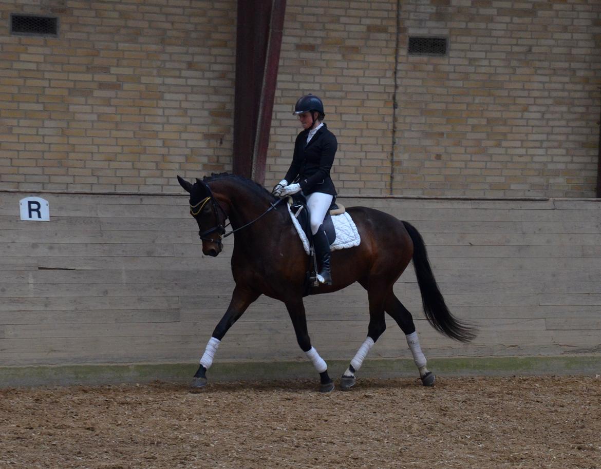 Dansk Varmblod Wanessa billede 13