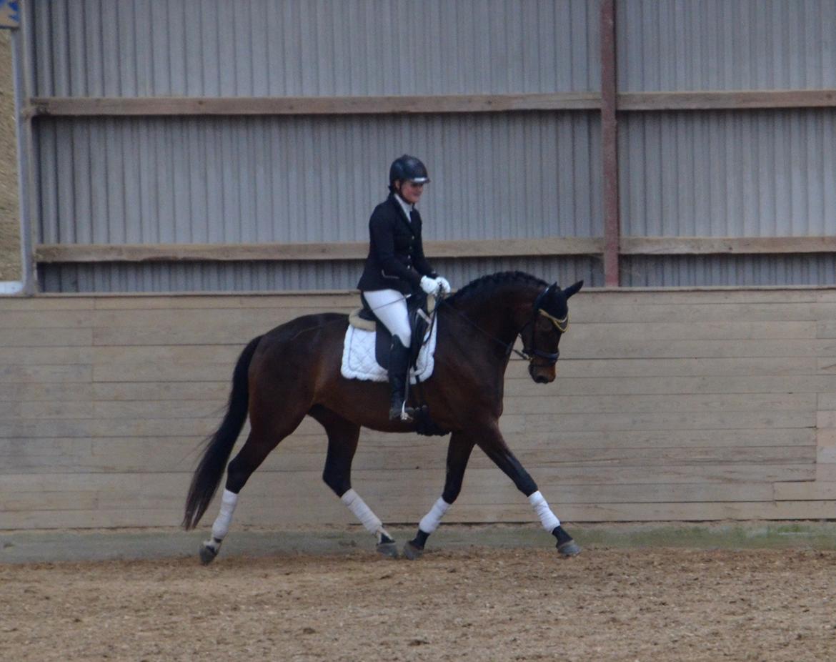 Dansk Varmblod Wanessa billede 7