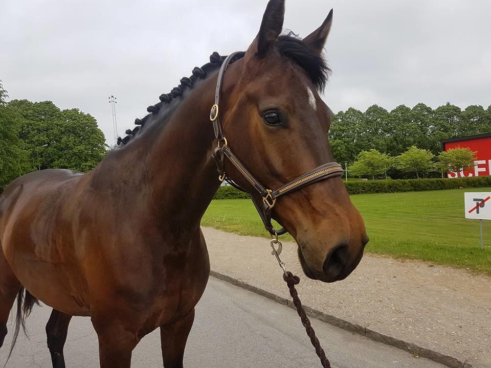 Dansk Varmblod Wanessa billede 18