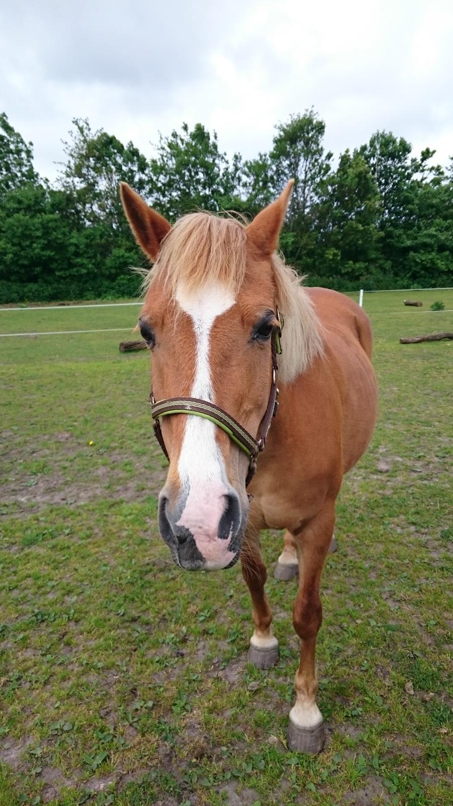 Anden særlig race Sally (himmelhest) billede 9