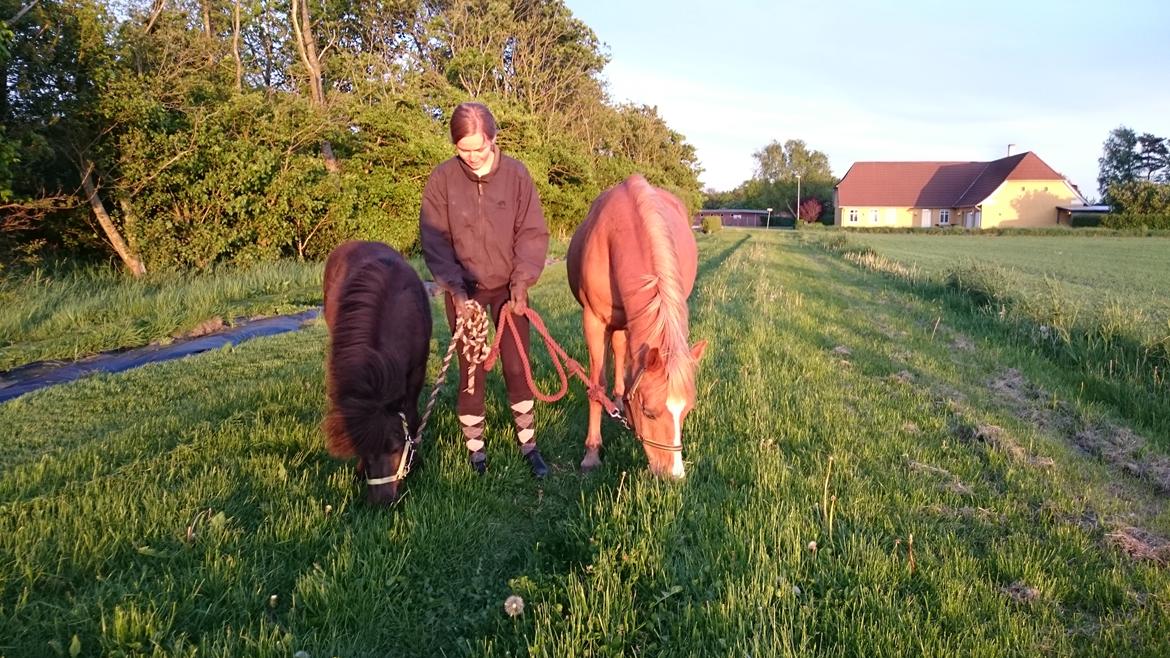 Anden særlig race Sally (himmelhest) billede 10