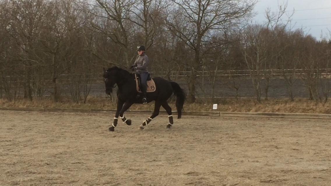 Dansk Varmblod Krones Bastian - Marts - 2017 billede 5