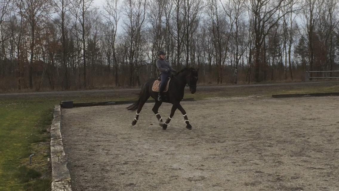 Dansk Varmblod Krones Bastian - Marts 2017 billede 4