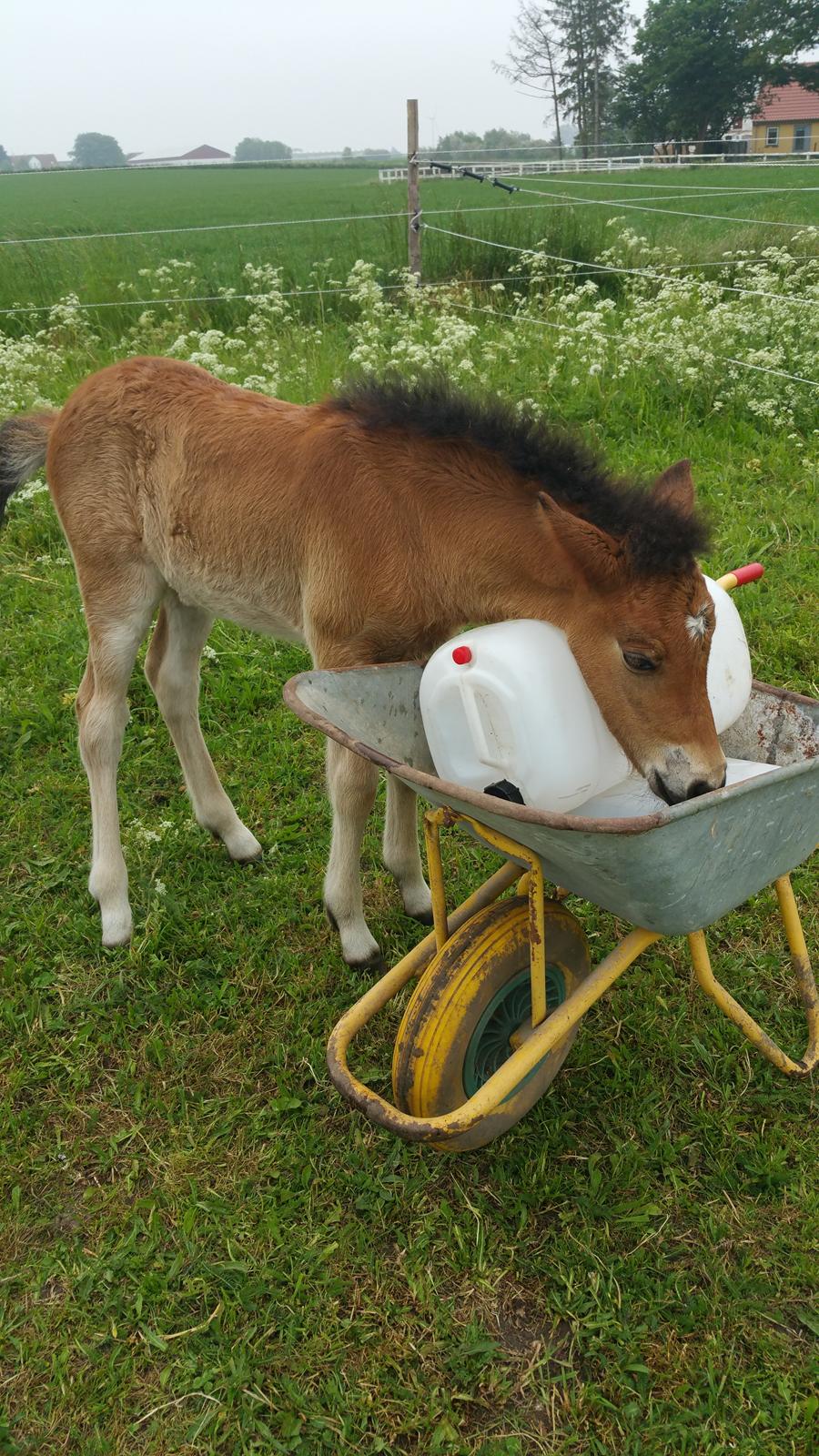 Islænder Saga fra Eggeslevmagle solgt billede 1