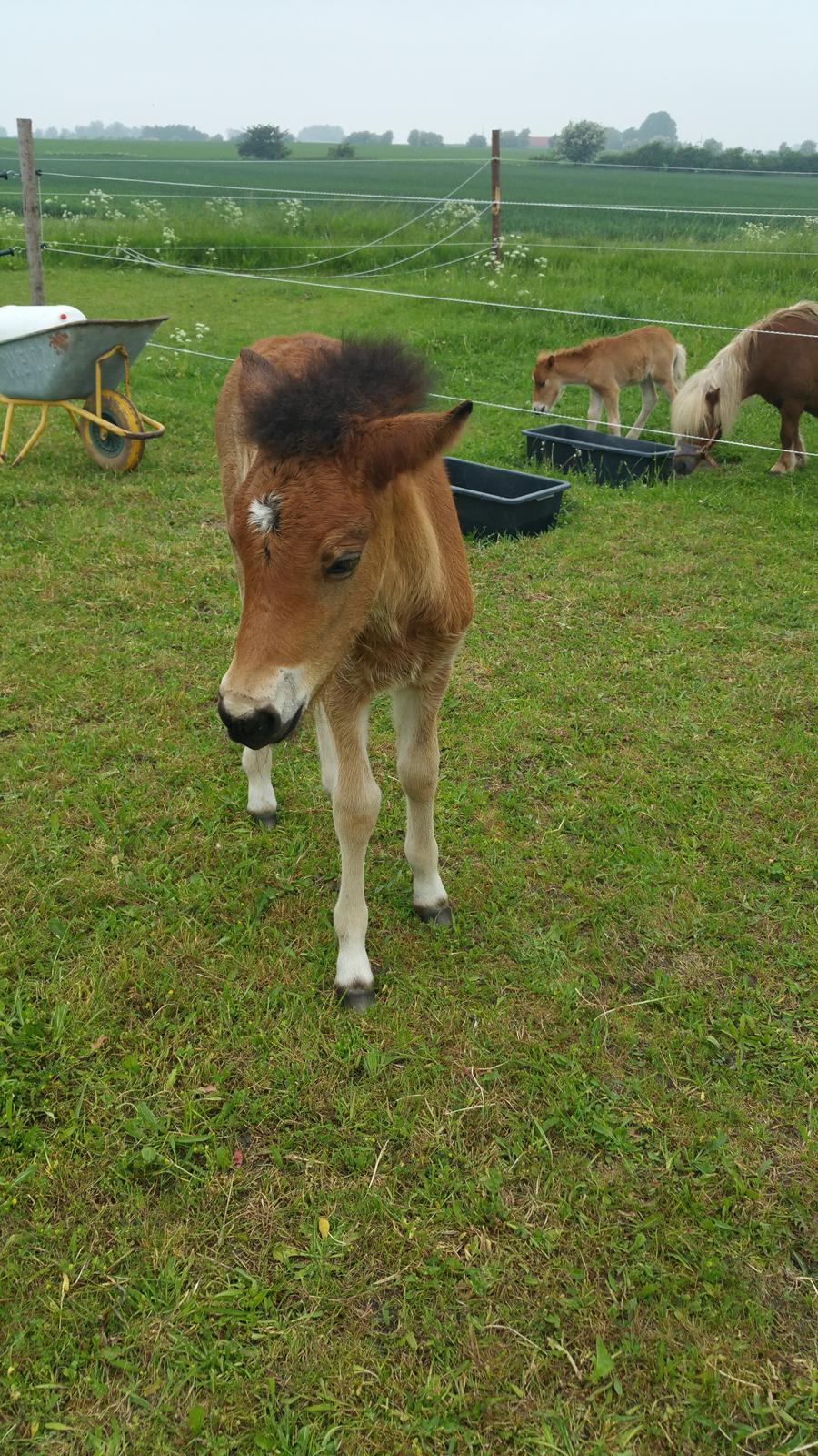 Islænder Saga fra Eggeslevmagle solgt billede 2