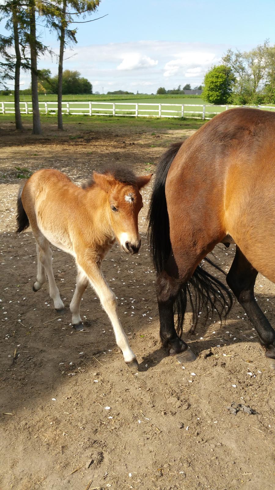 Islænder Saga fra Eggeslevmagle solgt billede 3