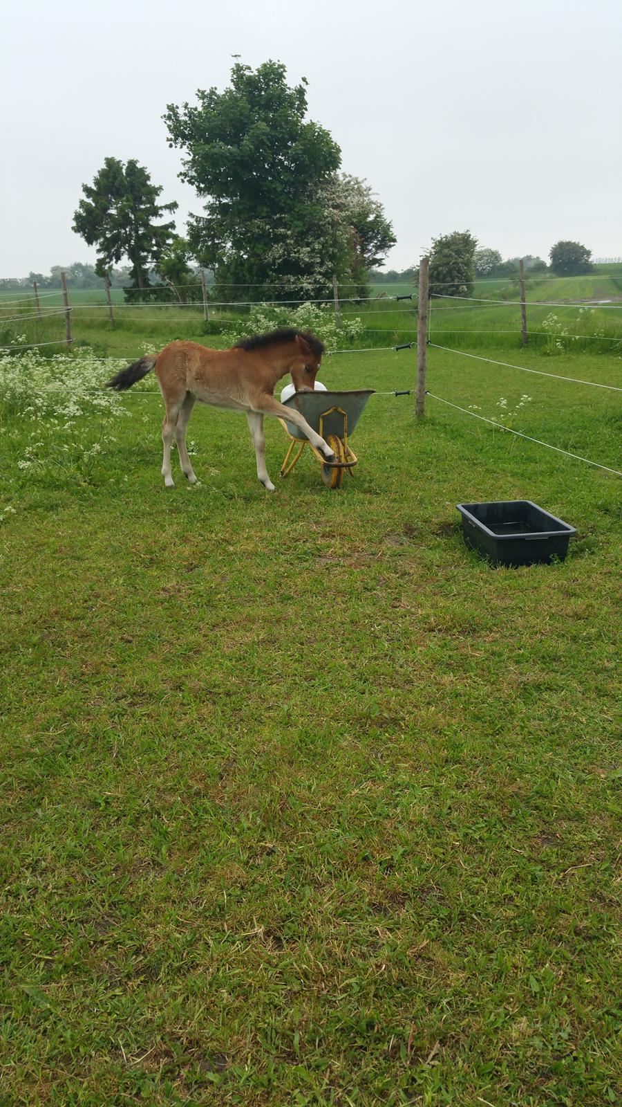 Islænder Saga fra Eggeslevmagle solgt billede 4