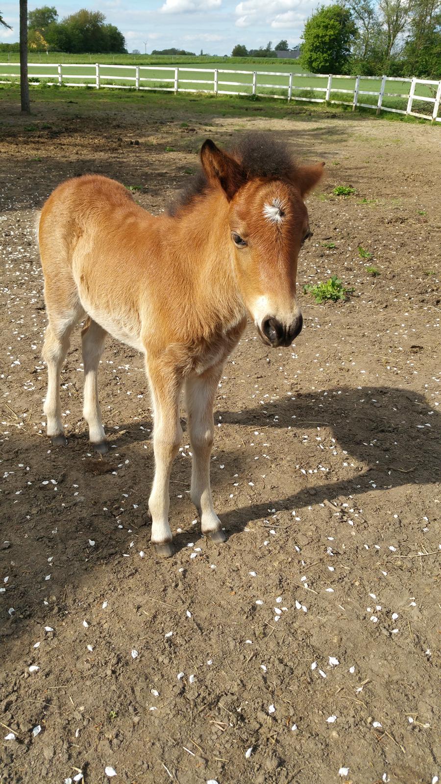 Islænder Saga fra Eggeslevmagle solgt billede 5