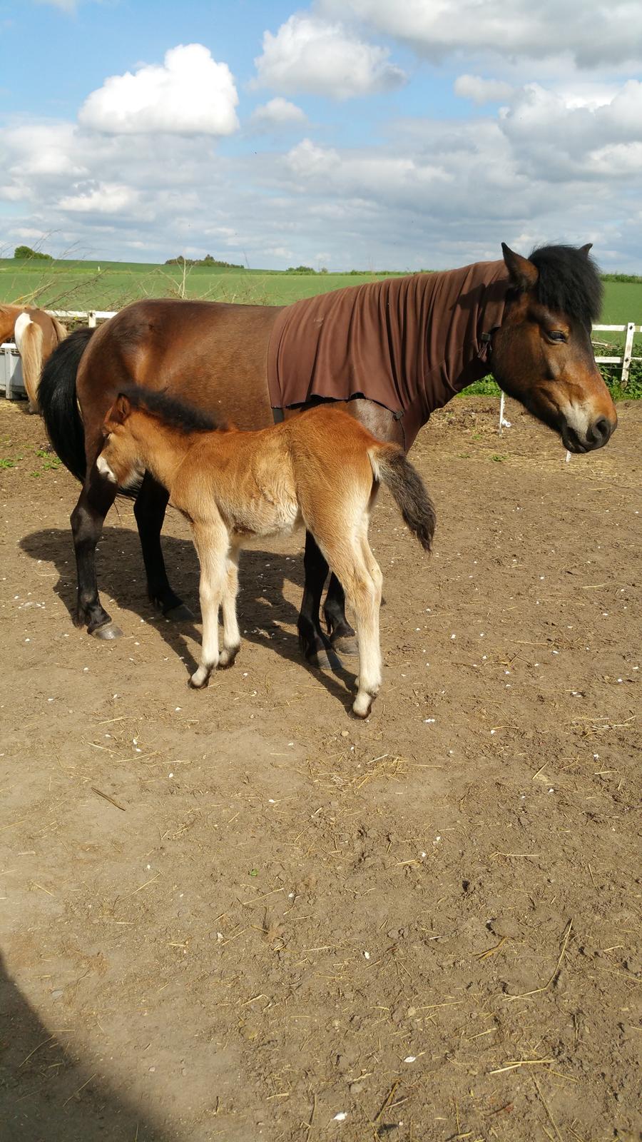 Islænder Saga fra Eggeslevmagle solgt billede 6