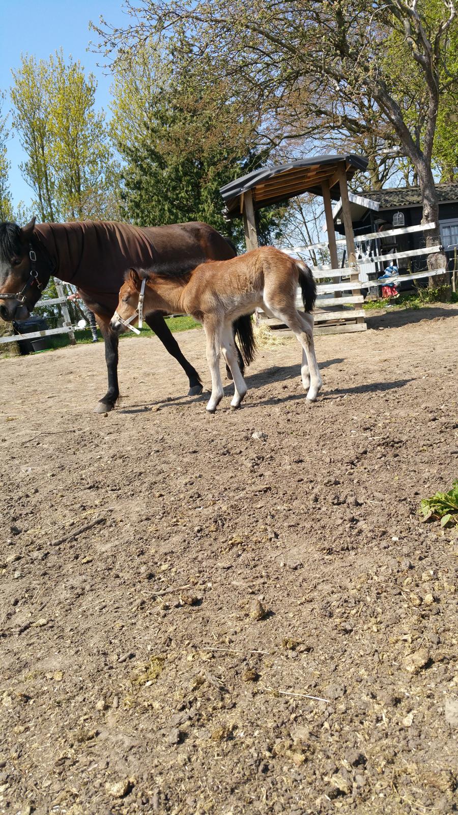 Islænder Saga fra Eggeslevmagle solgt billede 7