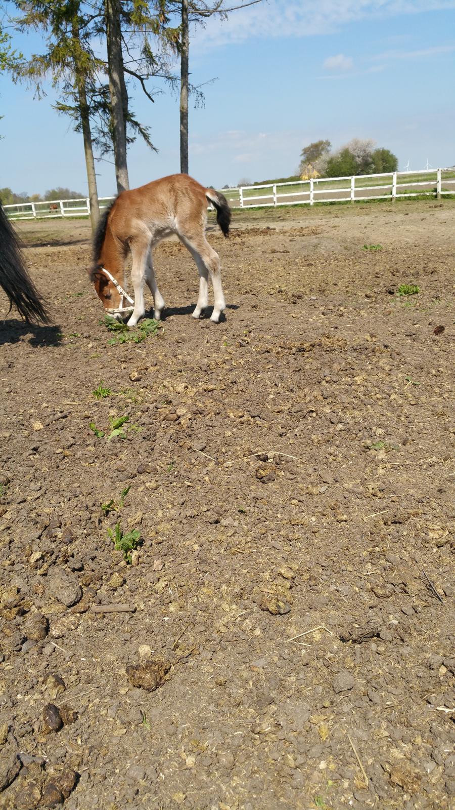 Islænder Saga fra Eggeslevmagle solgt billede 8
