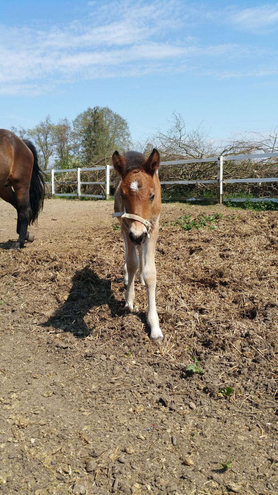 Islænder Saga fra Eggeslevmagle solgt billede 9