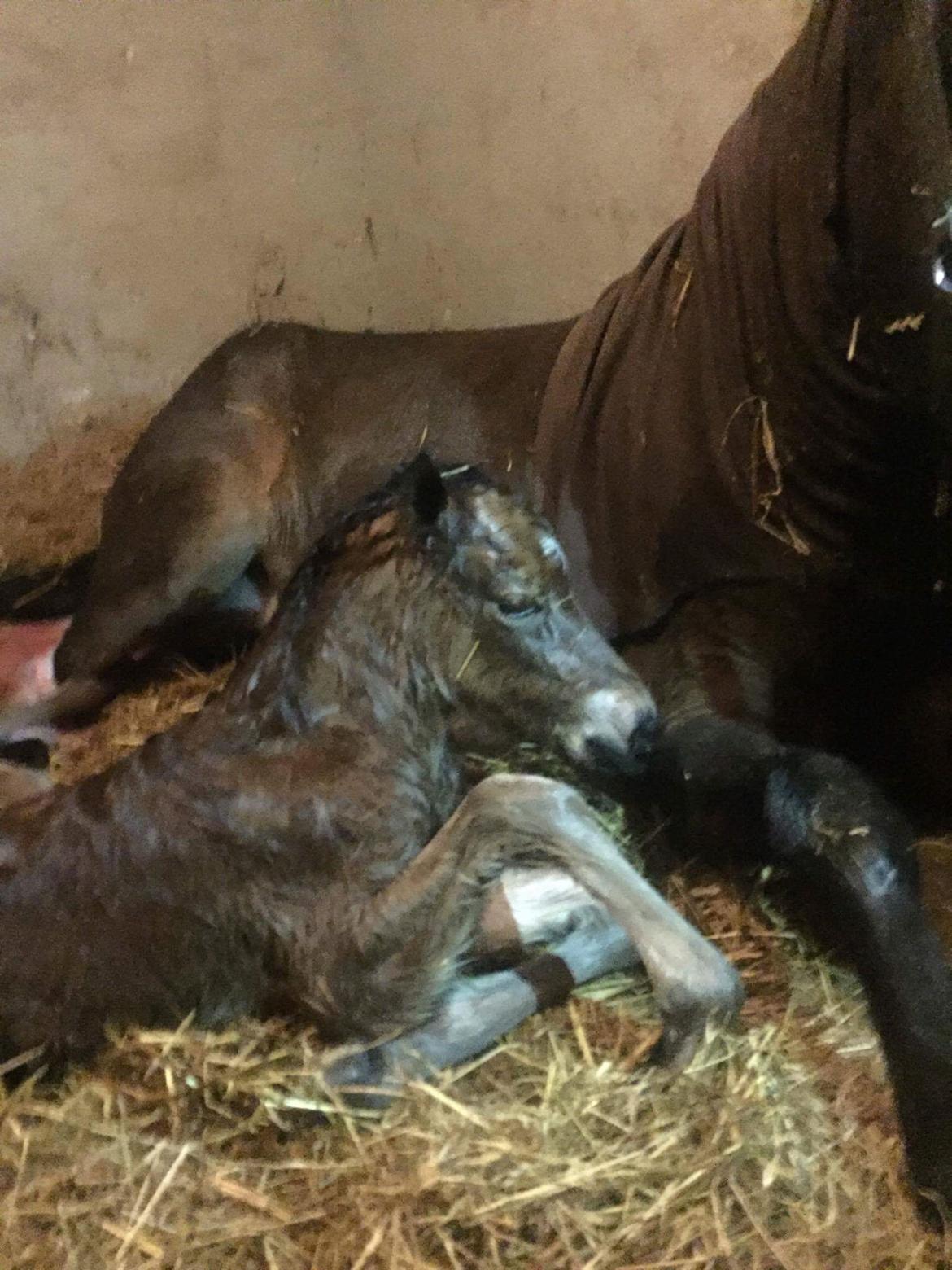 Islænder Saga fra Eggeslevmagle solgt billede 12