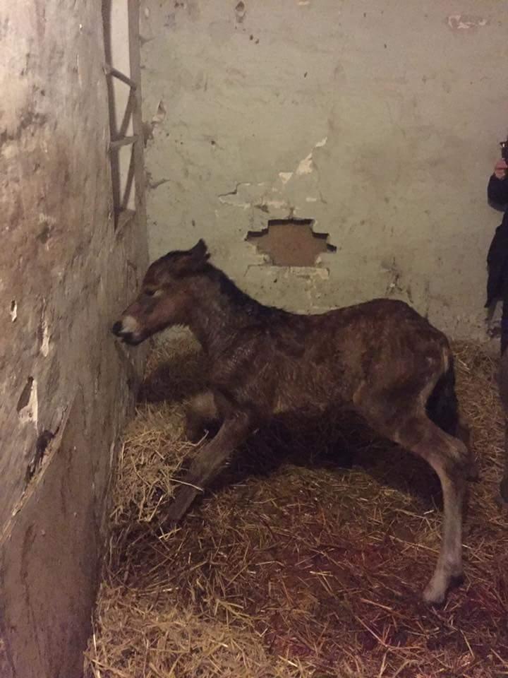 Islænder Saga fra Eggeslevmagle solgt billede 15