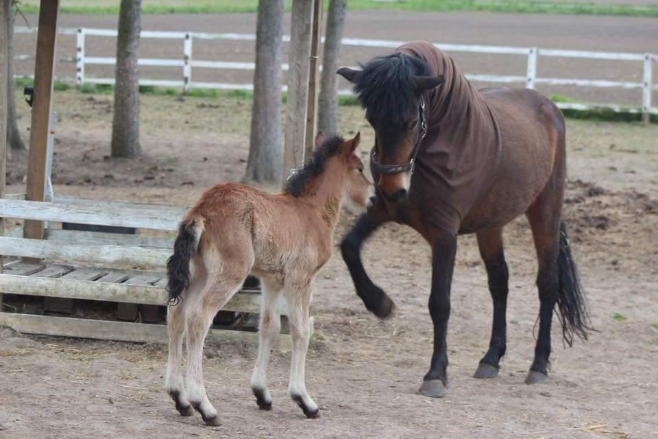 Islænder Saga fra Eggeslevmagle solgt billede 16