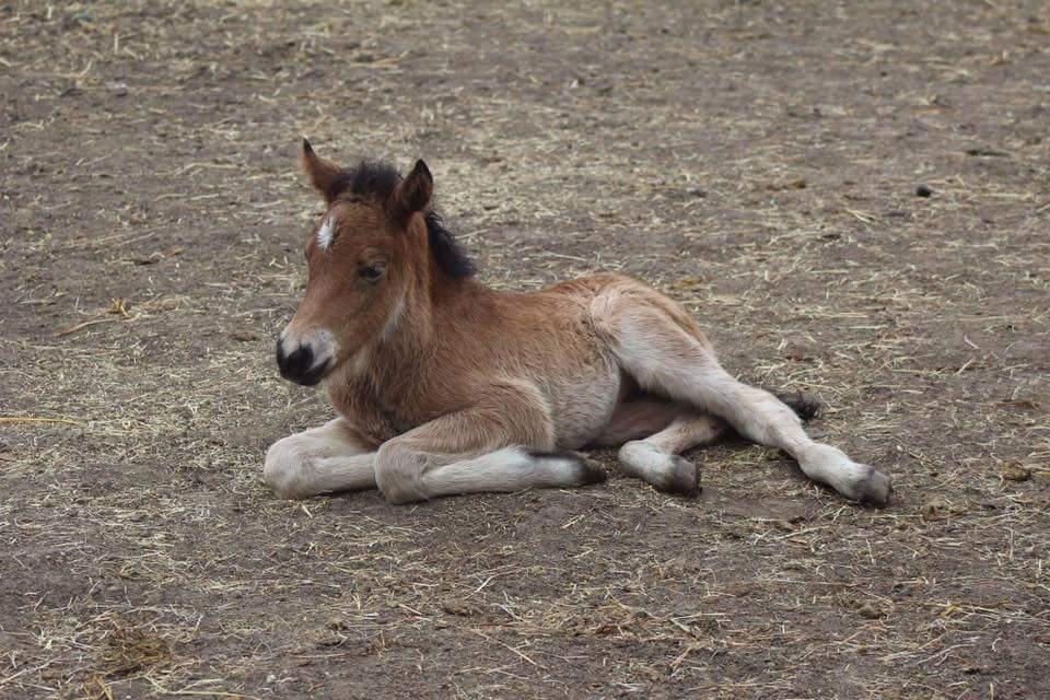 Islænder Saga fra Eggeslevmagle solgt billede 19