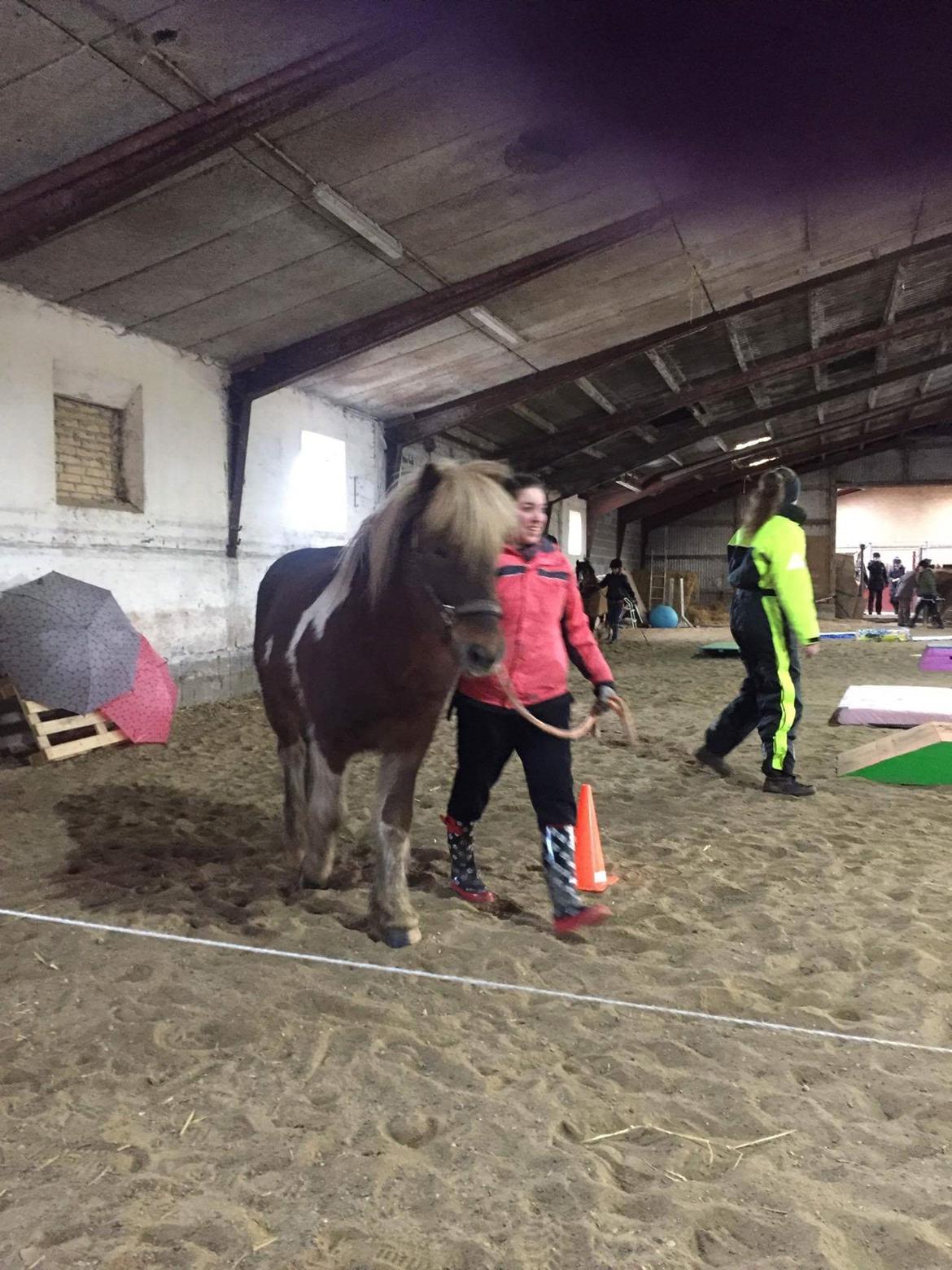 Islænder Flaki fra Toftum  billede 5