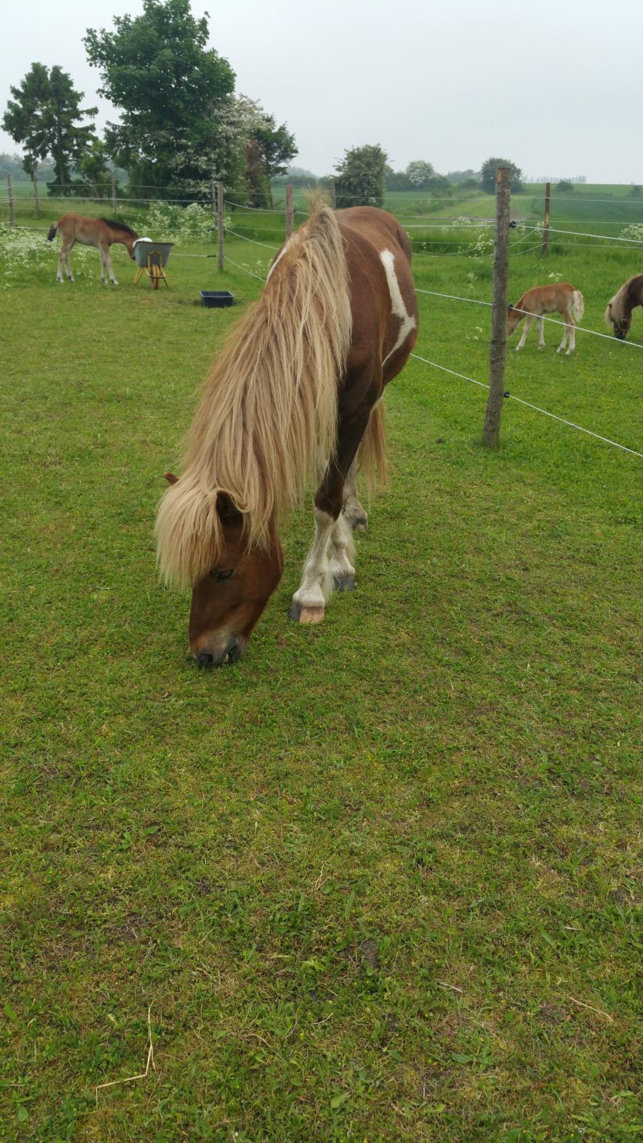 Islænder Flaki fra Toftum  billede 6