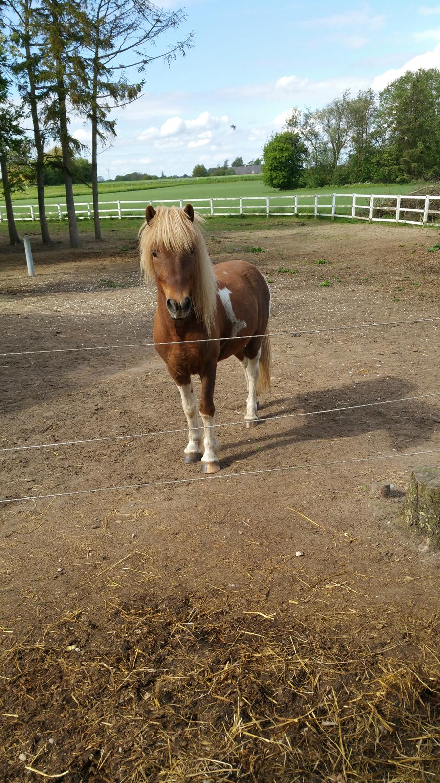 Islænder Flaki fra Toftum  billede 9