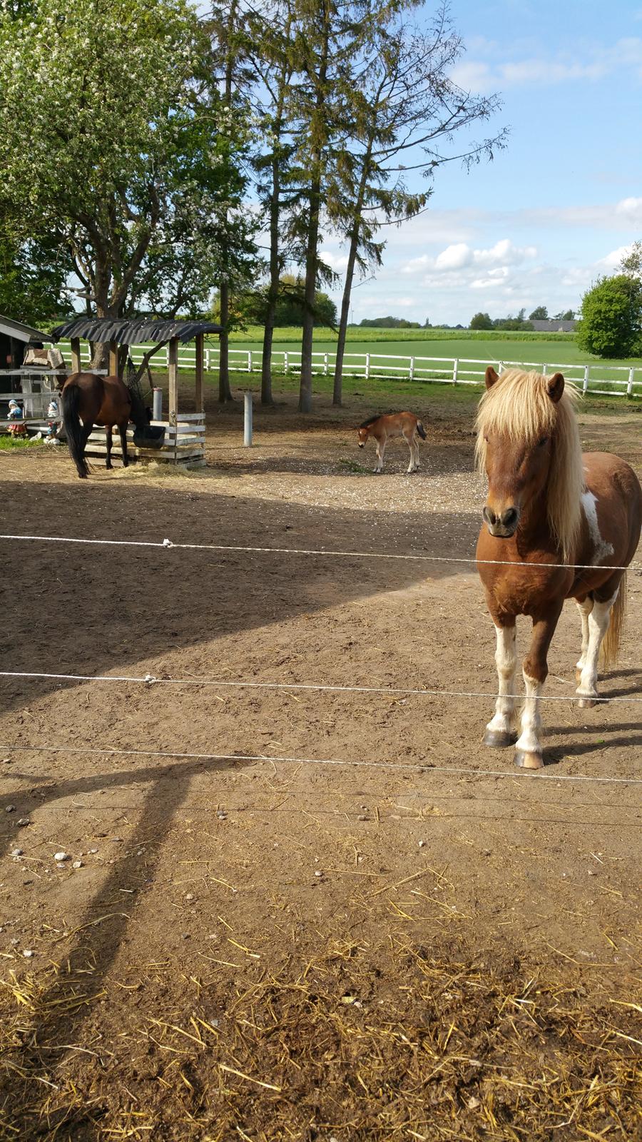 Islænder Flaki fra Toftum  billede 11