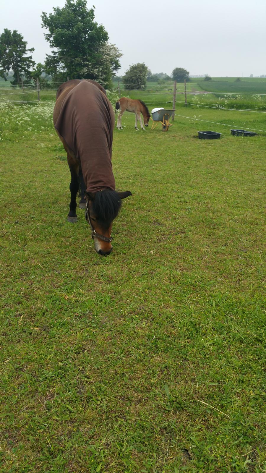 Islænder Ásynja fra Østervang solgt (R.i.P)  billede 4