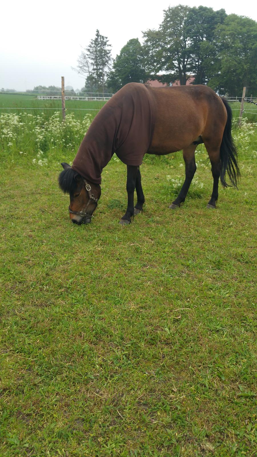 Islænder Ásynja fra Østervang solgt (R.i.P)  billede 5