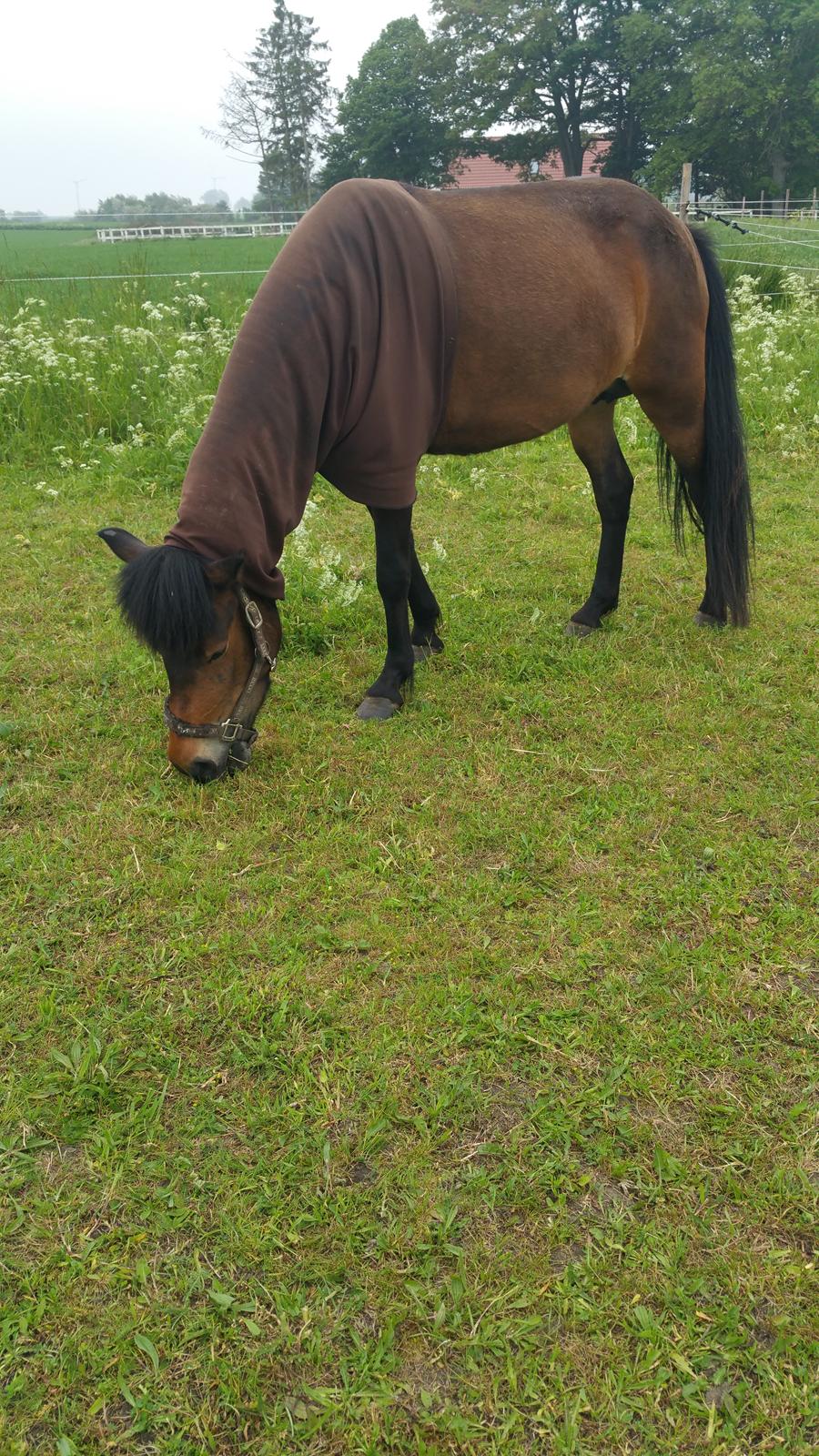 Islænder Ásynja fra Østervang solgt (R.i.P)  billede 6