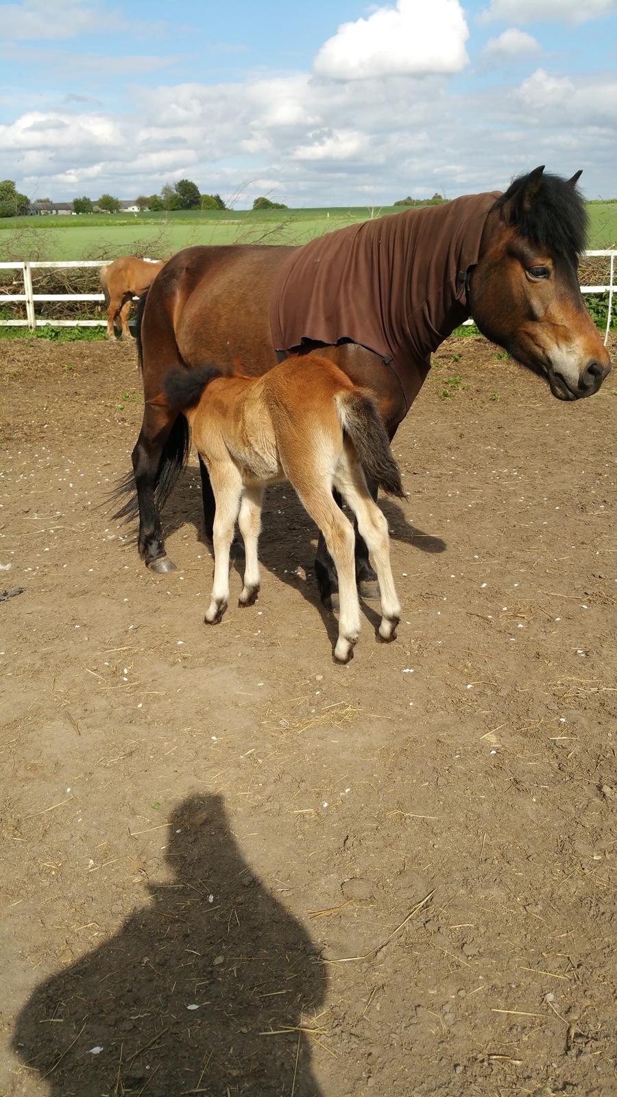 Islænder Ásynja fra Østervang solgt (R.i.P)  billede 12