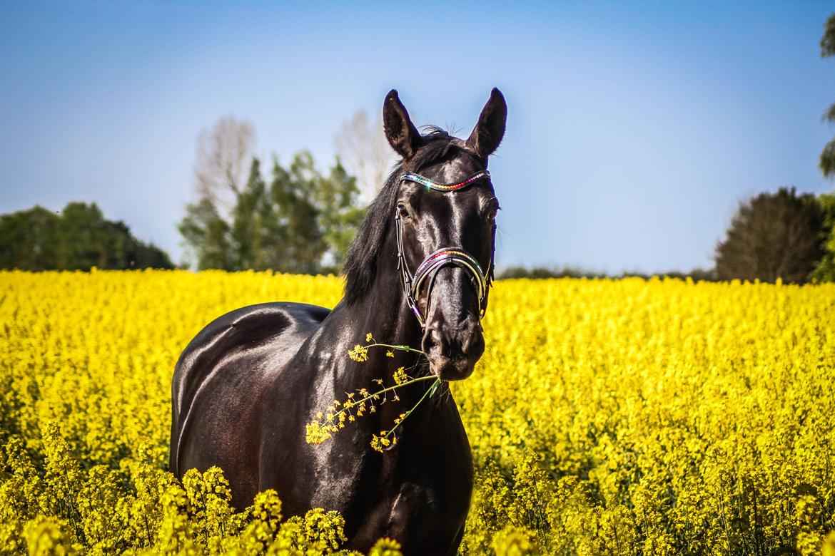 Dansk Varmblod Fruerlundens Rosita - 10. maj 2016 på Prinsessens 16 års fødselsdag billede 3