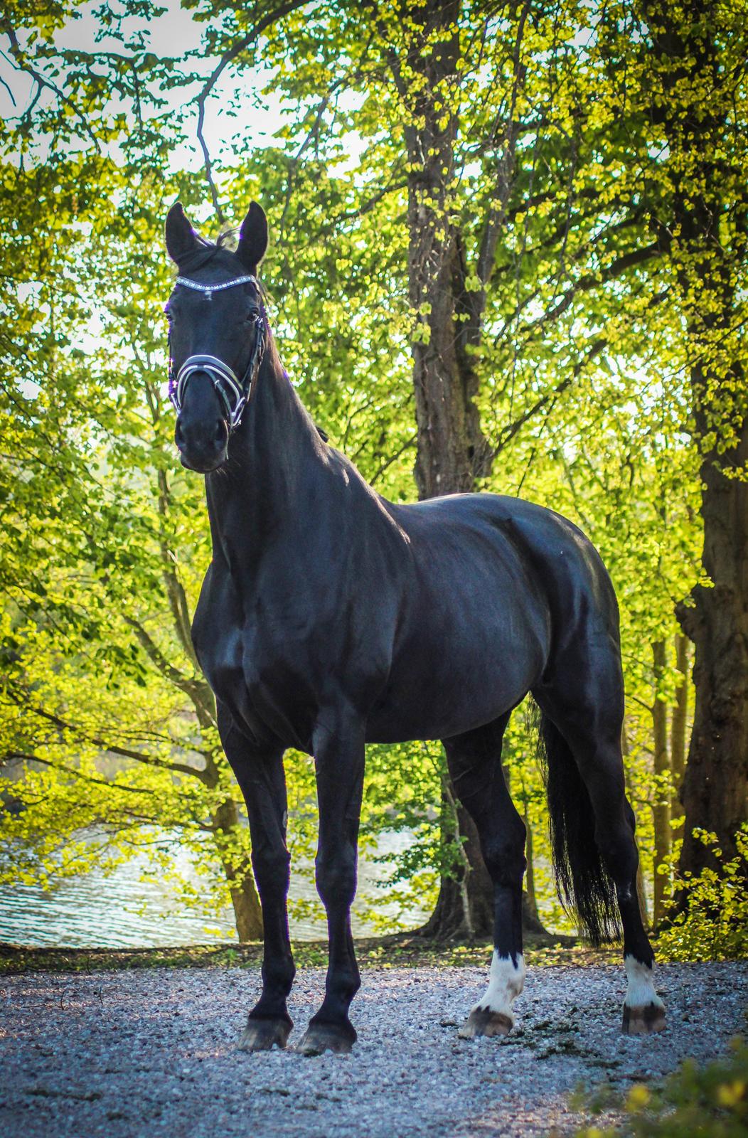 Dansk Varmblod Fruerlundens Rosita - 10. maj 2016 på Prinsessens 16 års fødselsdag billede 2