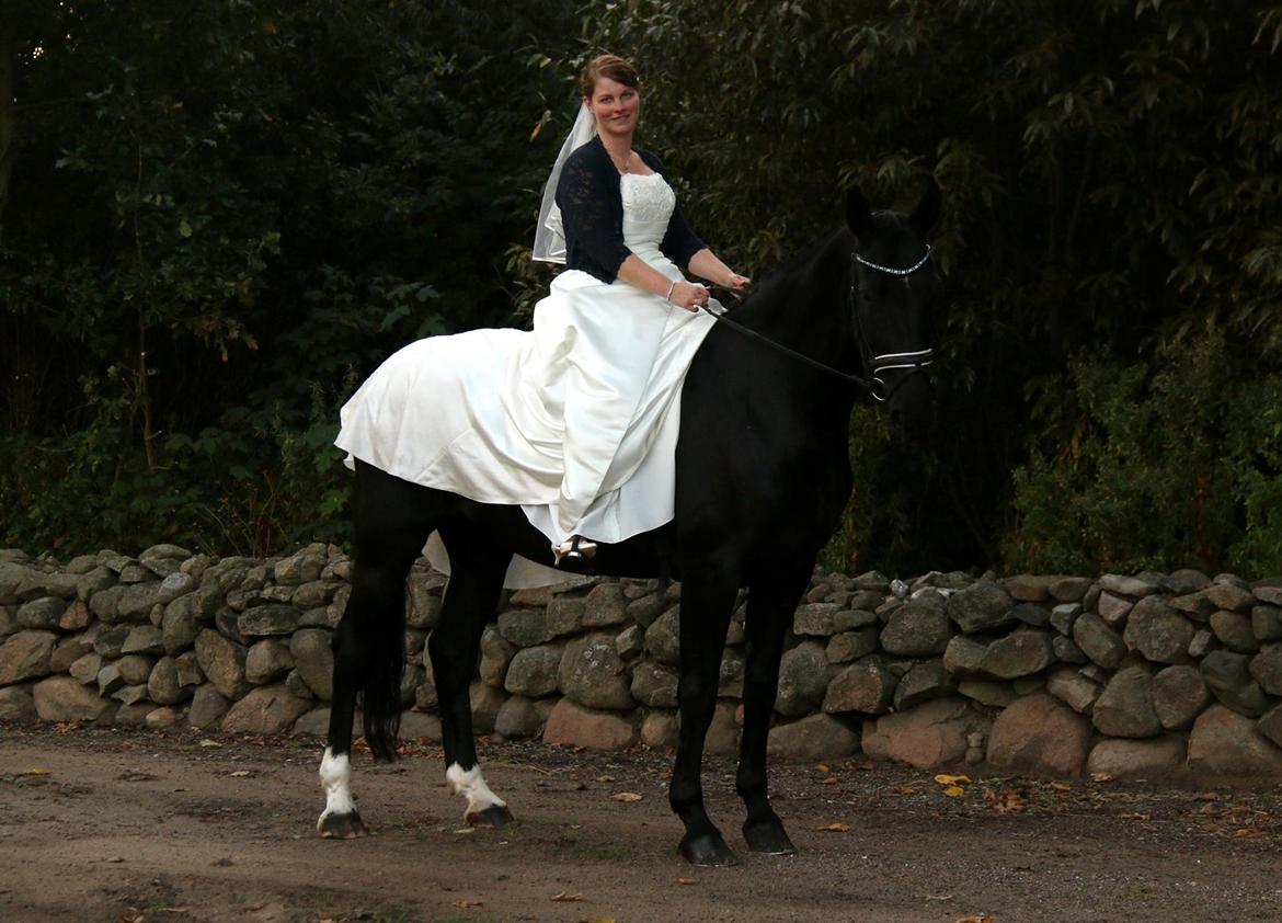 Dansk Varmblod Fruerlundens Rosita - September 2017 billede 5