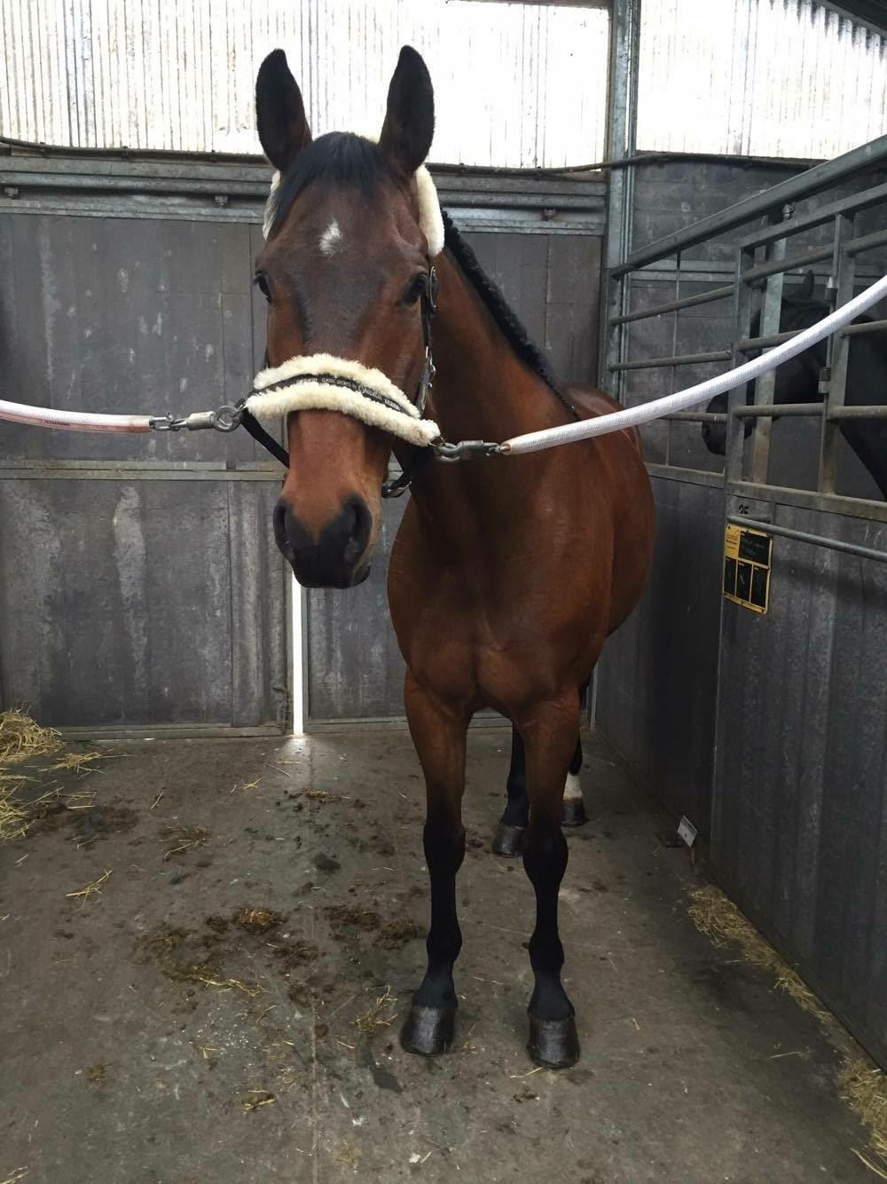 Dansk Varmblod Bøgensmindes Ikaros billede 2