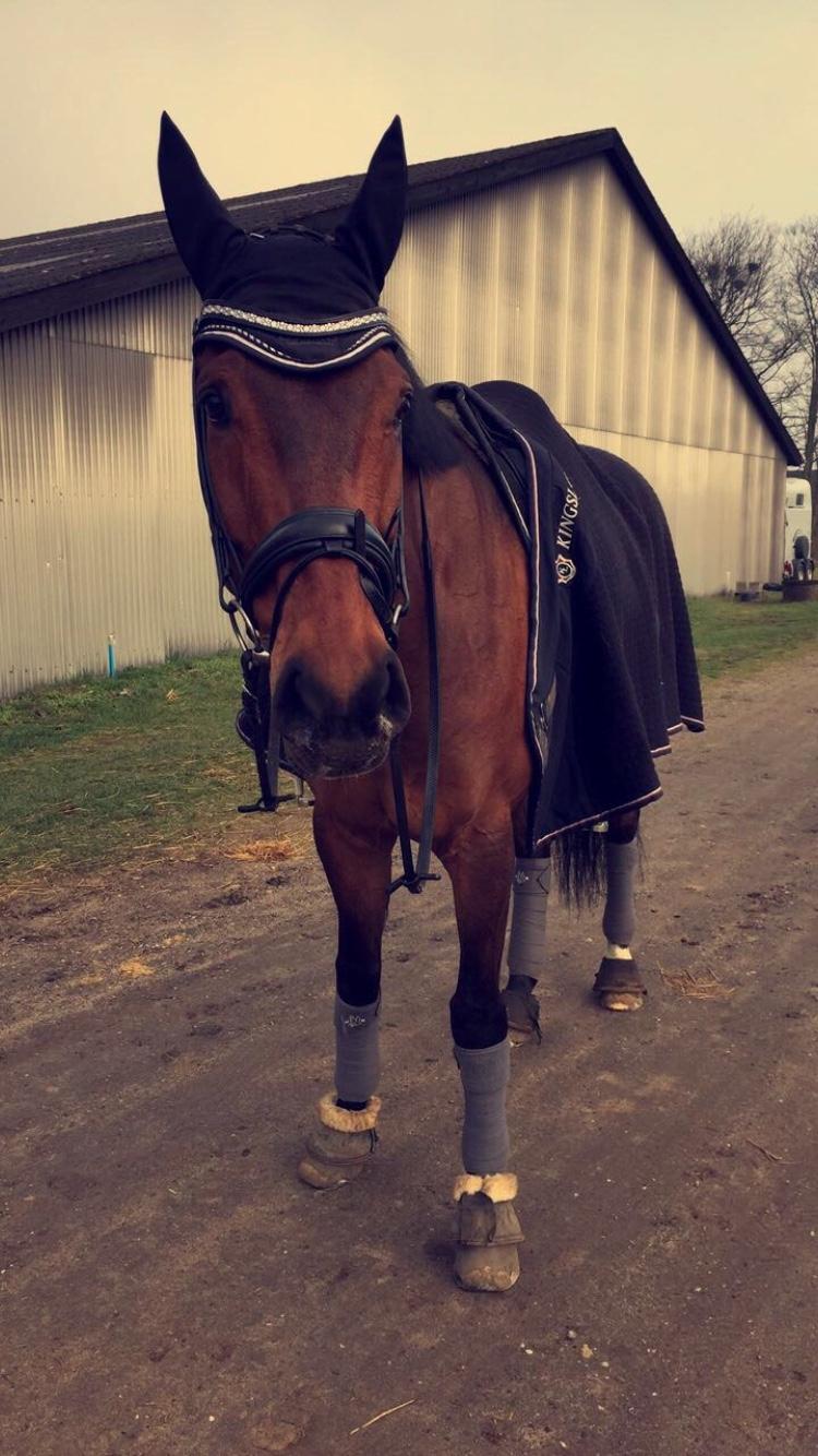 Dansk Varmblod Bøgensmindes Ikaros billede 1