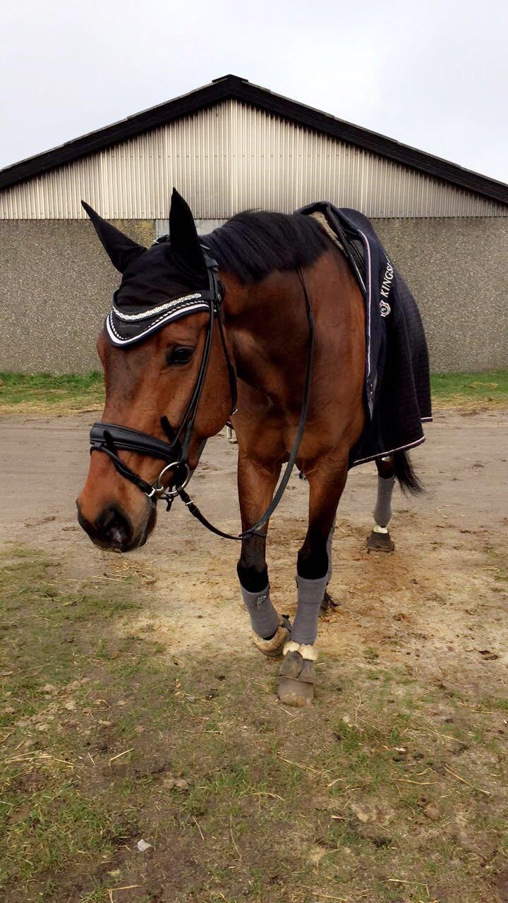 Dansk Varmblod Bøgensmindes Ikaros billede 3