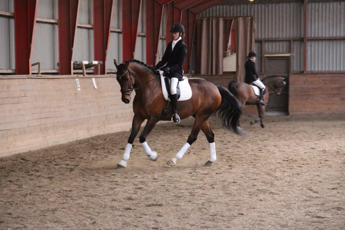 Dansk Varmblod Bøgensmindes Ikaros billede 4