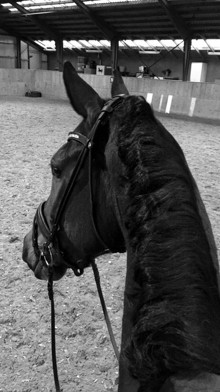 Dansk Varmblod Bøgensmindes Ikaros billede 5