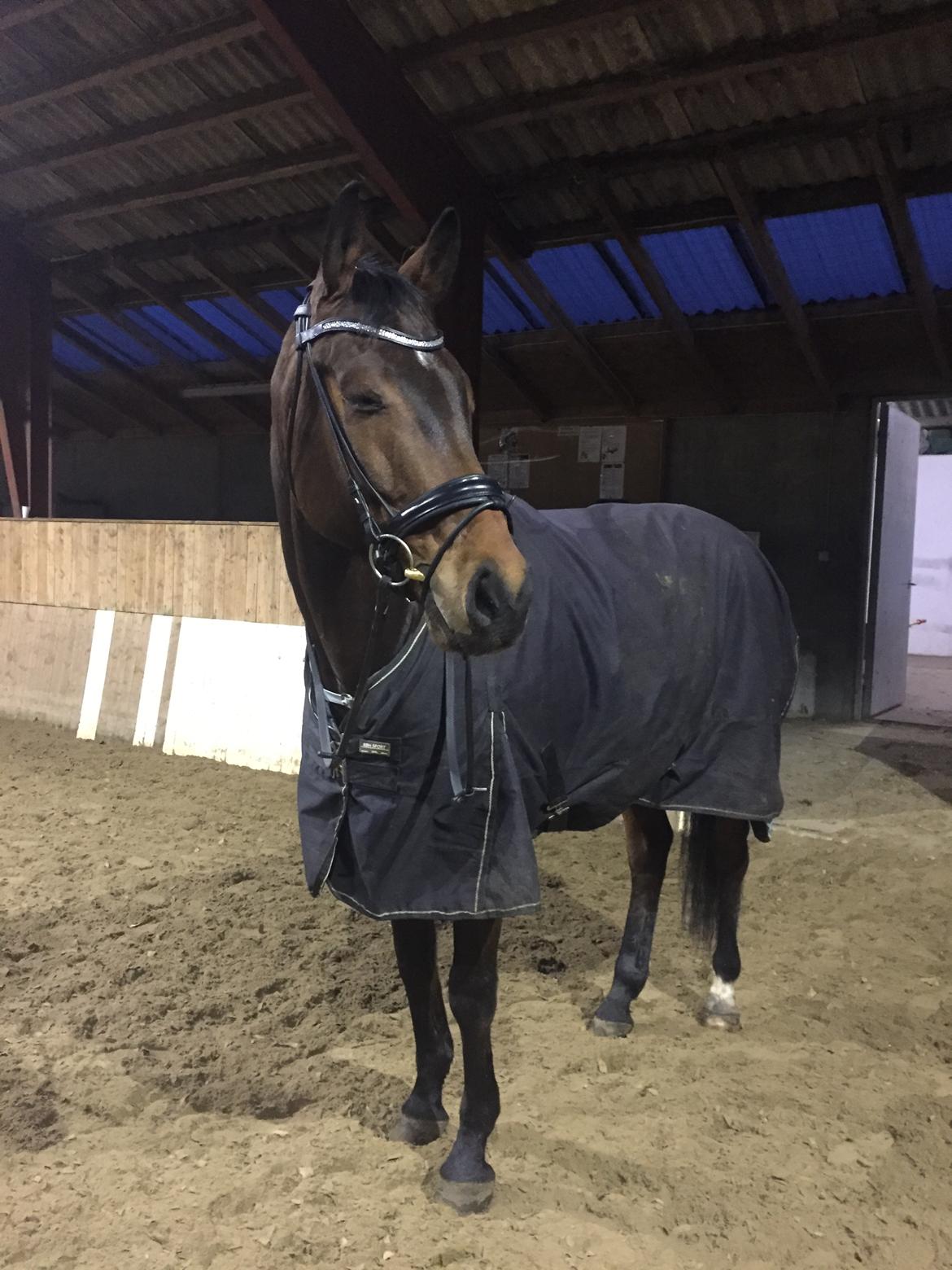 Dansk Varmblod Bøgensmindes Ikaros billede 6