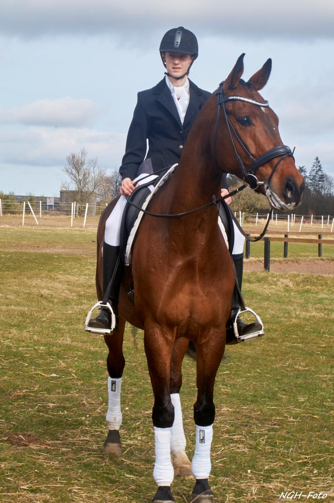 Dansk Varmblod Bøgensmindes Ikaros billede 7