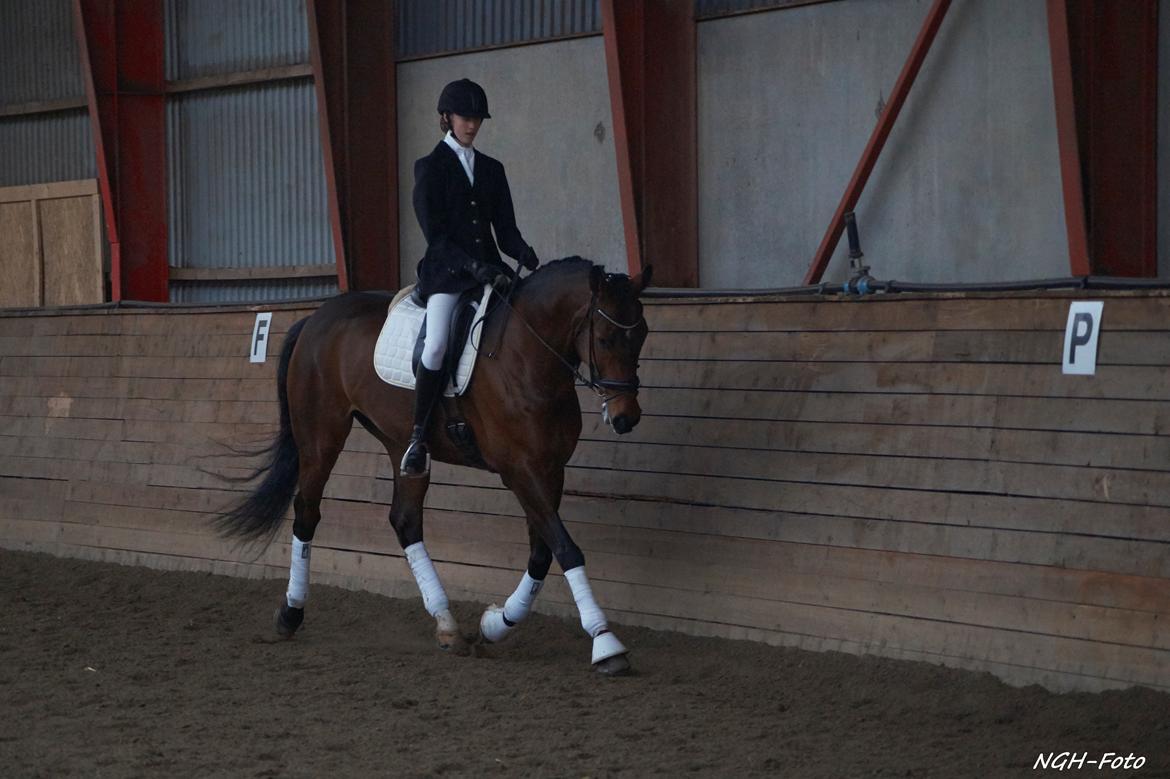 Dansk Varmblod Bøgensmindes Ikaros billede 8