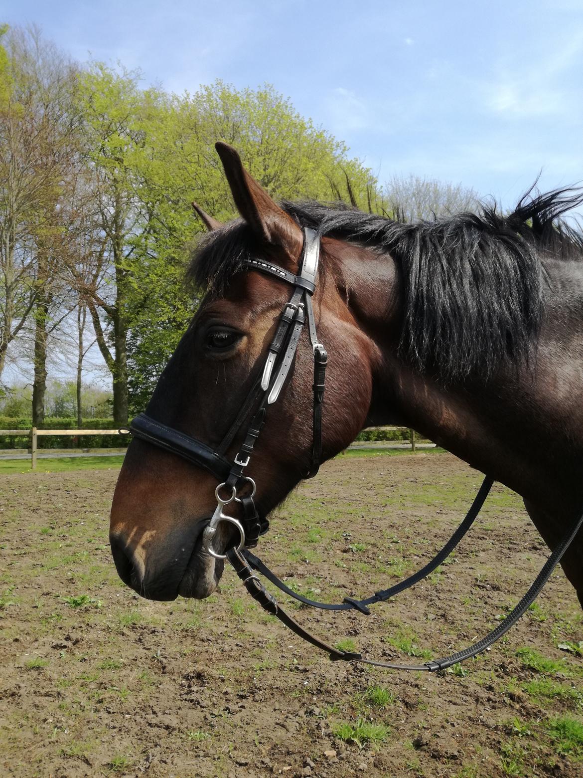 Anden særlig race Berlioz billede 1