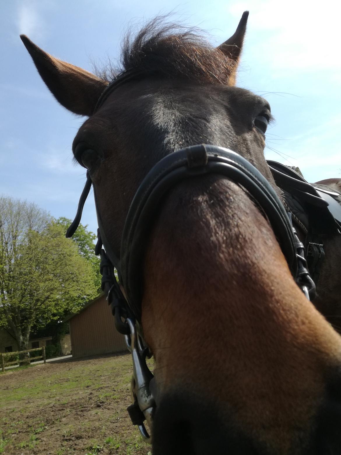 Anden særlig race Berlioz billede 2