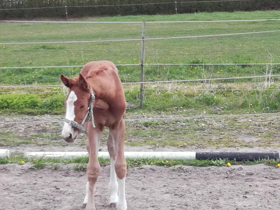 Palomino Højagers Cinderella billede 1