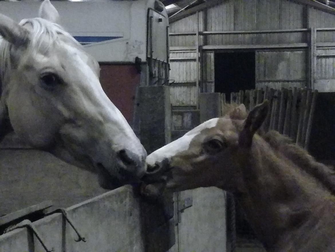 Palomino Højagers Cinderella billede 10