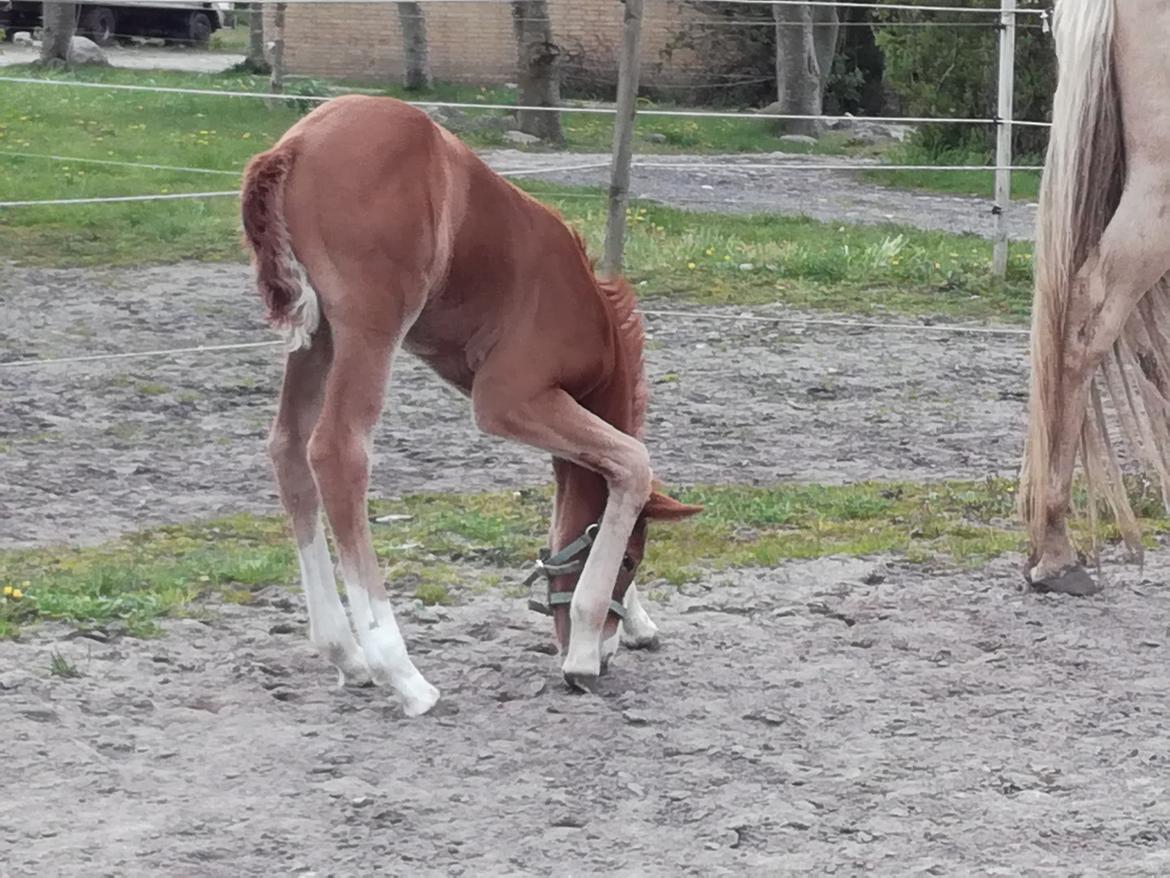 Palomino Højagers Cinderella billede 7