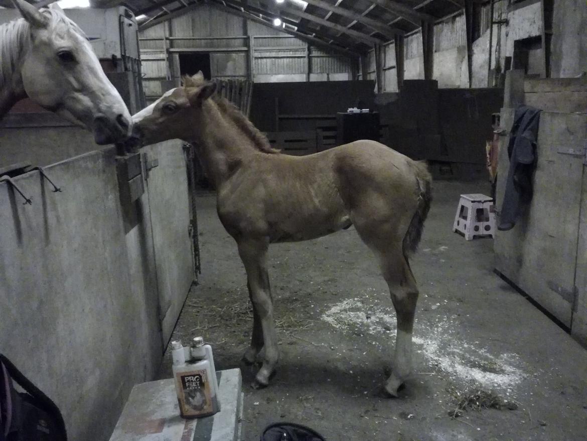 Palomino Højagers Cinderella billede 9