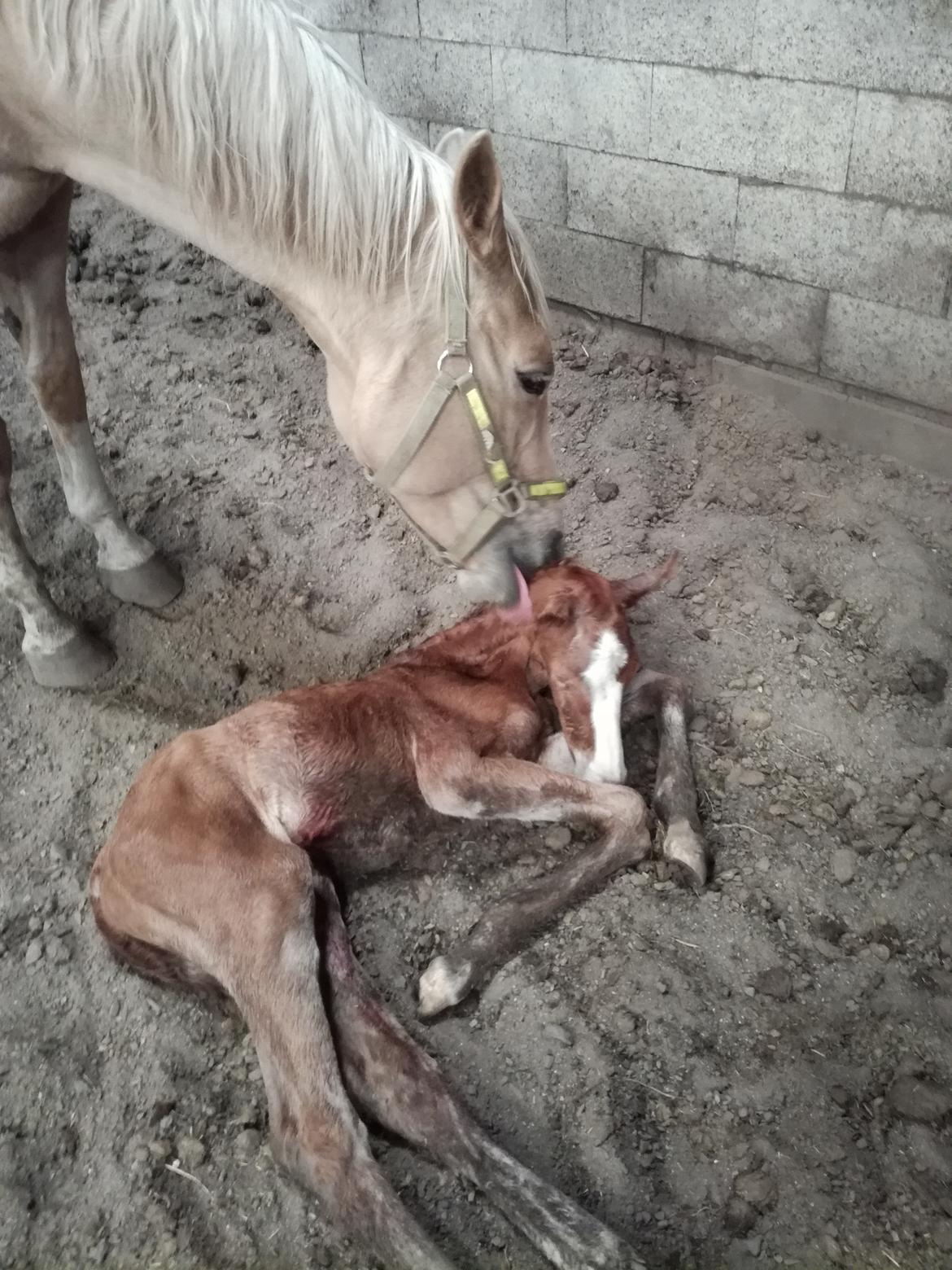 Palomino Højagers Cinderella billede 2