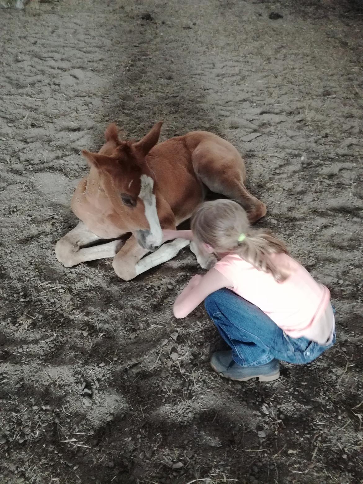 Palomino Højagers Cinderella billede 11